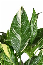 Beautiful leaf of tropical 'Spathiphyllum Diamond Variegata' houseplant with white spots on white background