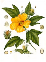 Medicinal plant barbadense