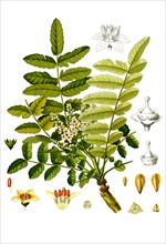Medicinal plant is a species of plant belonging to the torchwoods