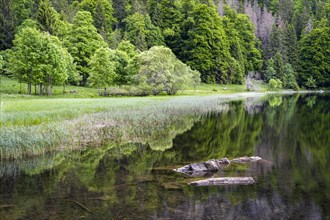 The Feldsee in the forest with stones in the foreground