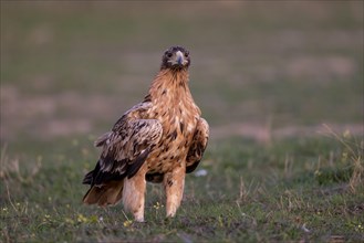 Spanish Imperial Eagle