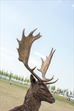 Preserved deer specimen on blue sky background on display