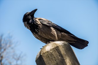 The Hooded Crow