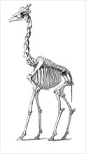 Skelatt of the rothschild's giraffe