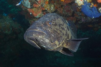 Potato grouper