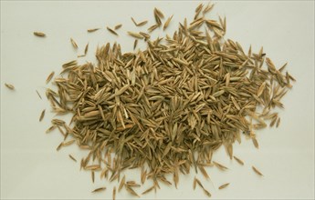 Medicinal herbs: Hay flower seeds