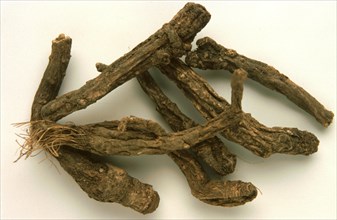 Peucedanum decursivum root