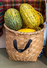 Green speckled melons in a straw basket in the view
