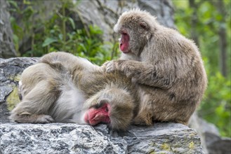Two Japanese macaques