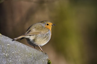 European robin