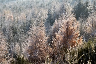 Mature mixed forest with larches and beeches in the Hunsrueck-Hochwald National Park in winter