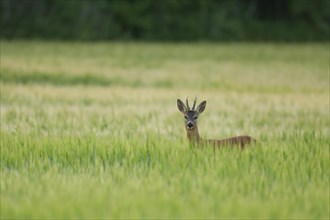 Roe deer