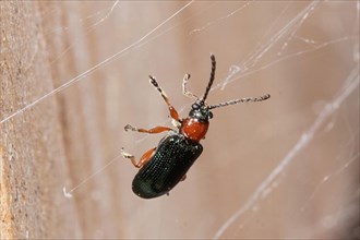 Red-necked corncock Beetle hanging in spider's web right looking up