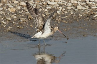 Bar-tailed Godwit with open wings standing at water's edge looking right