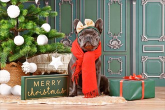 Black French Bulldog dog wearing red winter scarf and ribbon on head next to Christmas tree and gift box