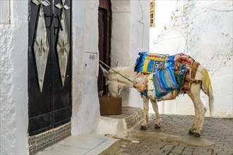 Cute donkey on street of Moulay Idriss