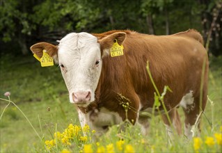 A bull calf in a pasture nibbling on some flowers