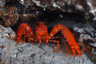 Portrait of Red Atlantic Reef Lobster