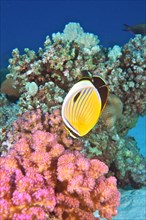 Blacktail butterflyfish