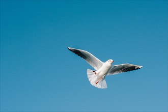 Pair of seagulls flying in the sky background