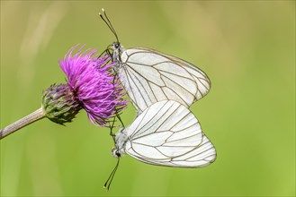 Two black-veined White
