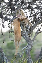 Leopard