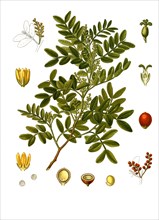 Medicinal plant