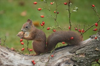 Squirrel holding nut in hands sitting on tree stump with red rose hips looking left