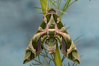Oleander moth moth with closed wings hanging on green stalk from behind against blue sky
