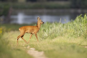 Roe deer