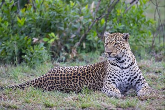 Leopard