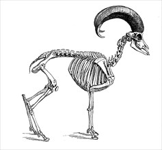 Skeleton of the mouflon