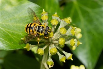 Death's-head hoverfly sitting on green ivy fruits seen right