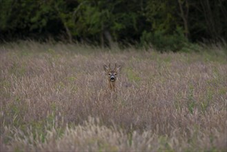 Roe deer