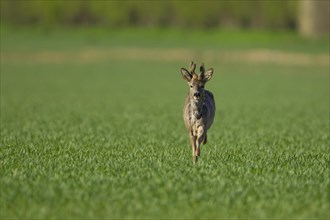 Roe deer