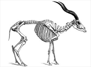 Skeleton of the addax