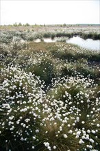 Hare's-tail cottongrass