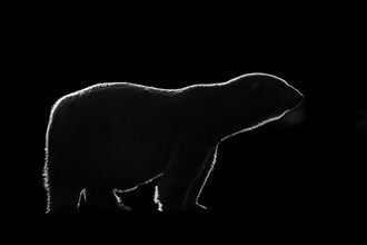 Black and white rim light silhouette of Polar bear