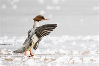 Common merganser