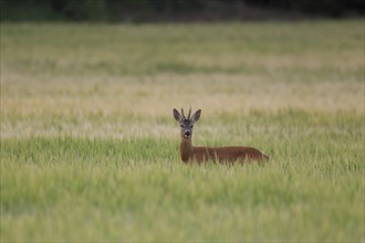 Roe deer