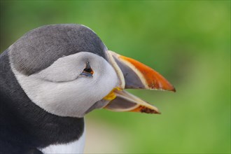 Head of a puffin with open beak