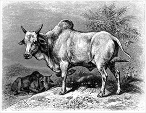 Zebu or brahma cattle