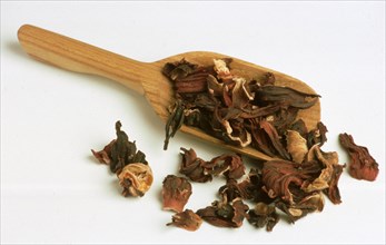 Tea: Mallow blossom tea