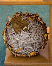Sunflower head full with ripe sunflower seeds