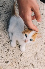 Hand caressing a small white kitten in the view