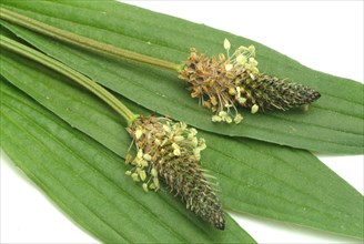 Medicinal plantain
