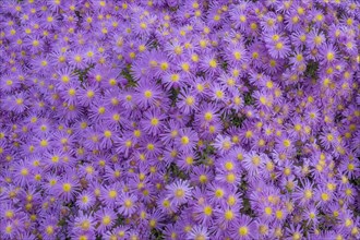 Cushion Aster