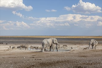 Elephants and zebras at a waterhole