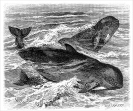 Long-finned pilot whale