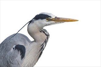 Grey heron